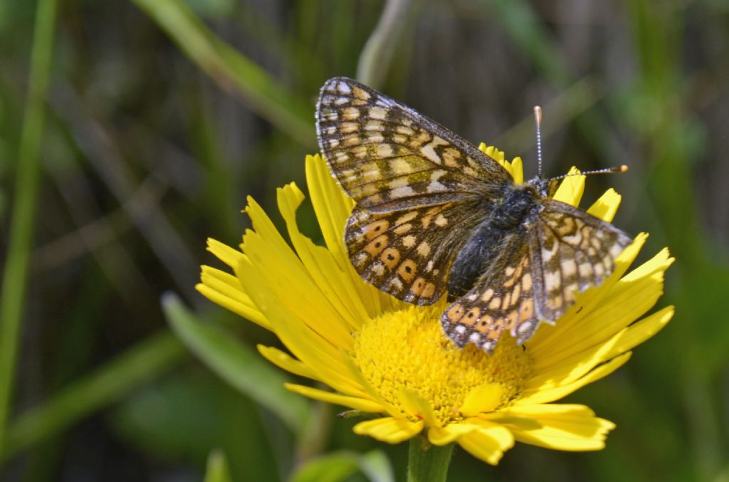 Euphydryas aurinia?